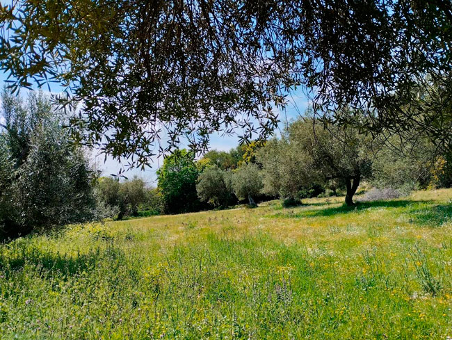 Γαλάνα - μία μοναδική κληρονομιά