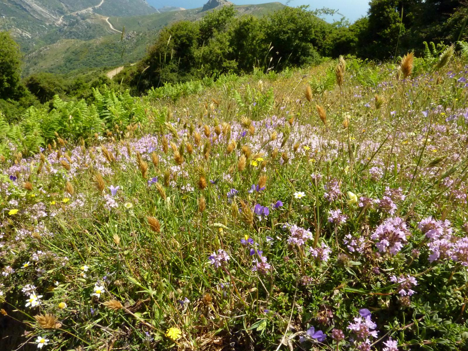 Wildflowers of Ochi mountain