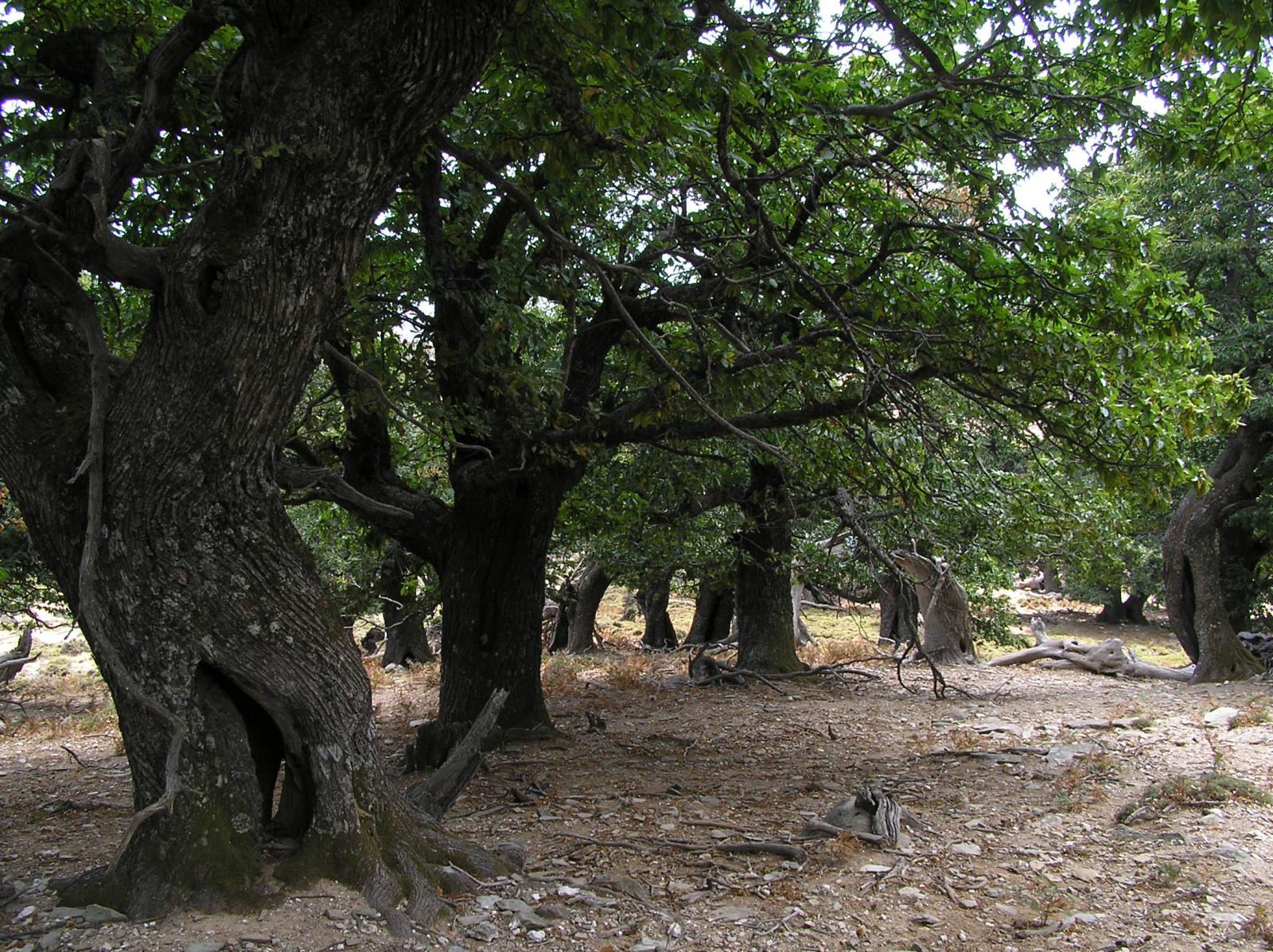 Chestnut-Forest in Ochi mountain